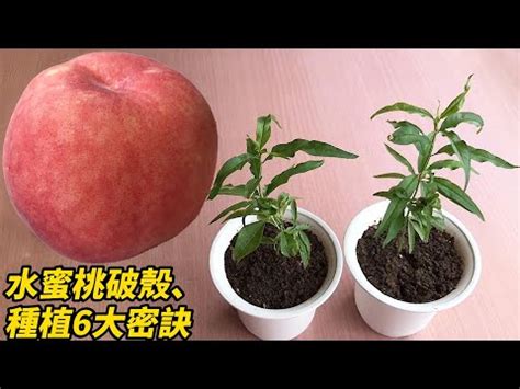 家裡可以種九重葛嗎|如何種植九重葛，讓它們綻放出絢麗的花朵